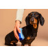 Щітка для вичісування собаки Pet Teezer Mini De-shedding&Grooming Blue