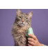 Расчёска для вычёсывания кота Pet Teezer Cat Grooming Green
